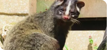 害獣が天井から