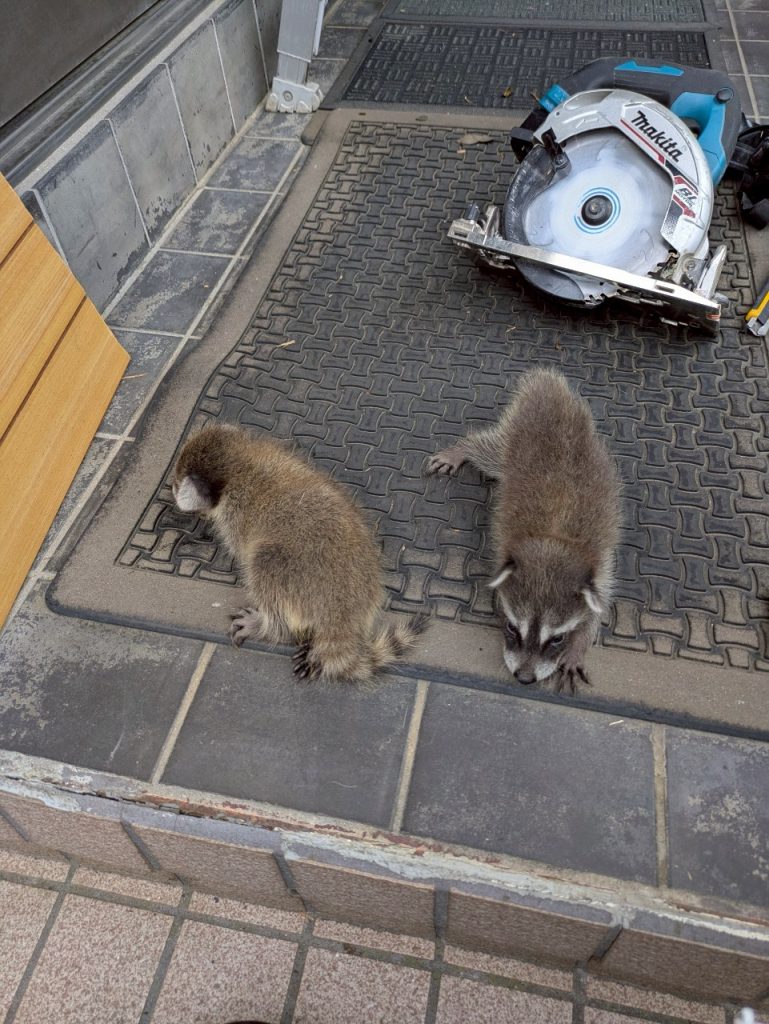 アライグマ駆除 施工実績 埼玉県鴻巣市